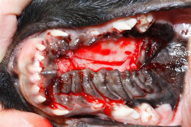 repair of soft palate